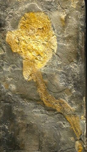 Rare Placoderm (Cowralepis) Fossil - #6536